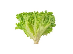 Салатные листья пучок