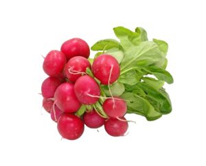 Редиска пучок